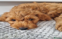 Cockapoo dogs for sale: Red and apricot F1 Cockapoo puppies  - Image 12