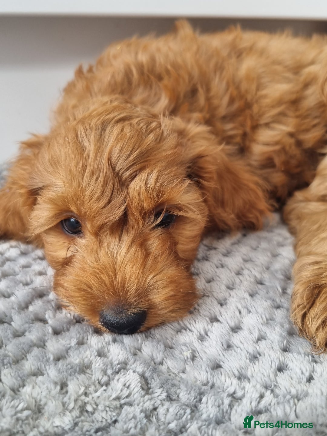 Cockapoo dogs for sale: Red and apricot F1 Cockapoo puppies  - Image 12