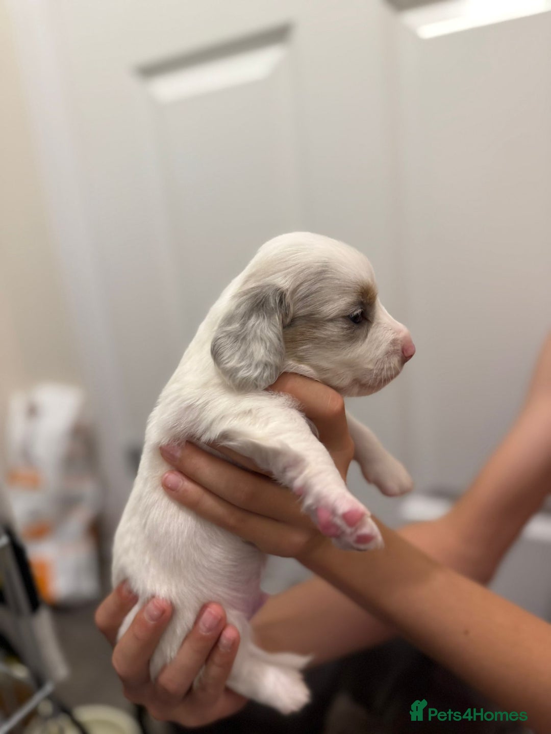 Miniature Dachshund dogs for sale: 4 MINIATURE DACHSHUND PUPPIES 🤍  - Image 1