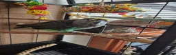 Parakeets birds for sale: Myers Parakeet in Warminster - Advert 2