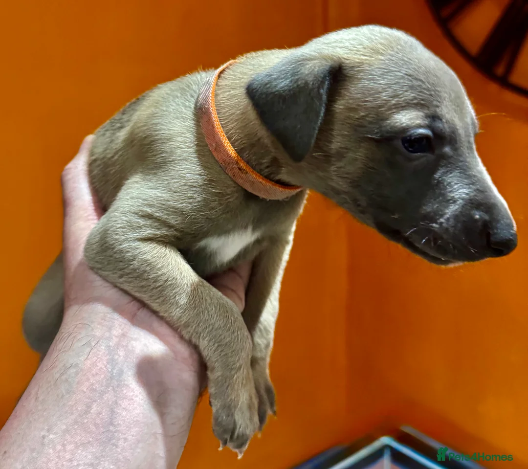 Whippet dogs for sale: KC Reg Rare Blue/Fawn whippets - Advert 13