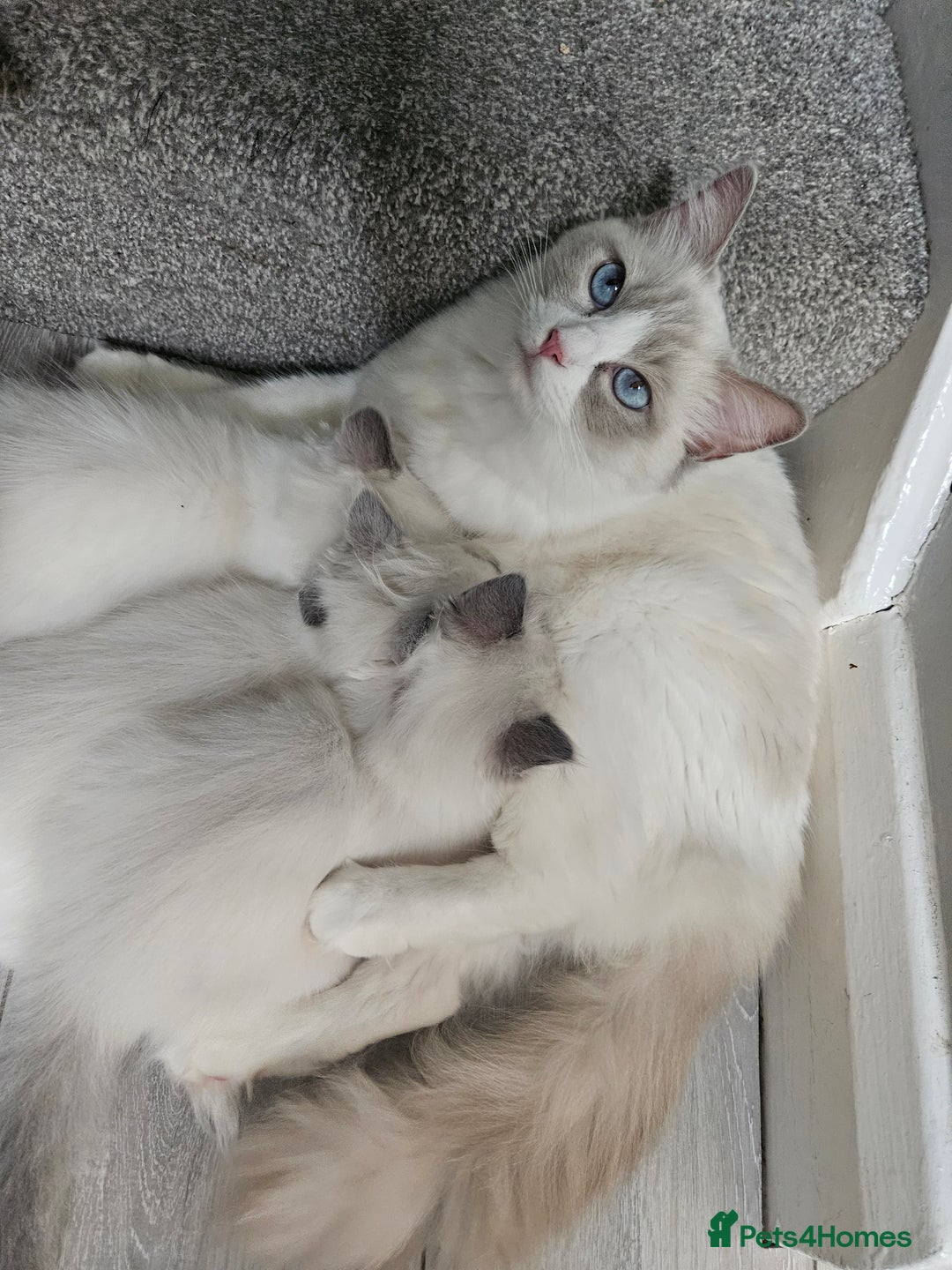 Ragdoll cats for sale: 8 Ragdoll Kittens Ready NOW - Image 14