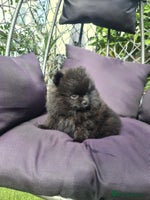 Pomeranian dogs - Advert 2