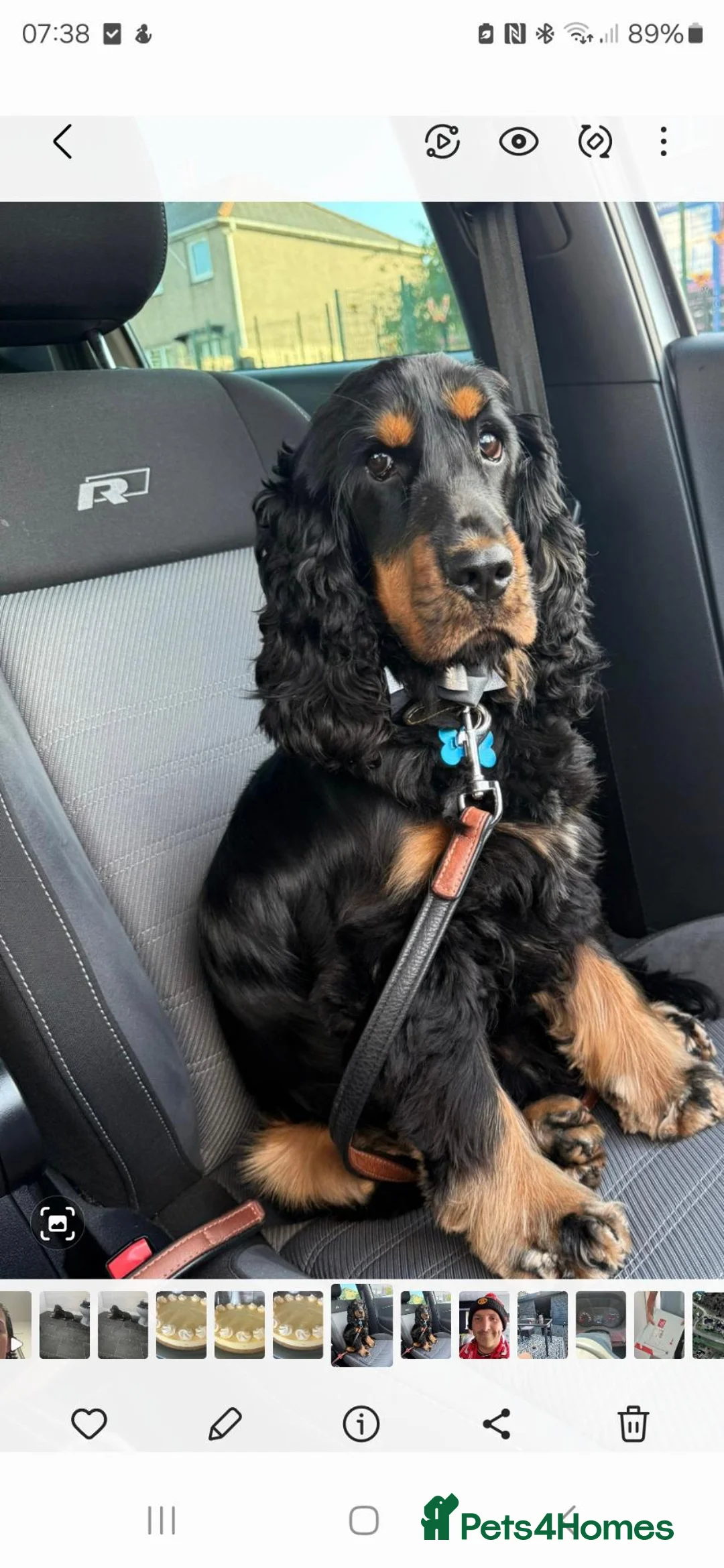 American Cocker Spaniel dogs for sale: Dougie American show cocker  - Advert 1