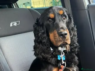 American Cocker Spaniel dogs Dougie American show cocker - Advert 1