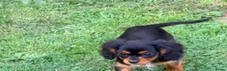 Cavalier King Charles Spaniel dogs for sale:  Exceptional Cavalier King Charles Puppies in Dudley - Advert 9