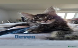 Maine Coon cats for sale: Affectionate Pure Breed Mainecoon Kittens - Image 3