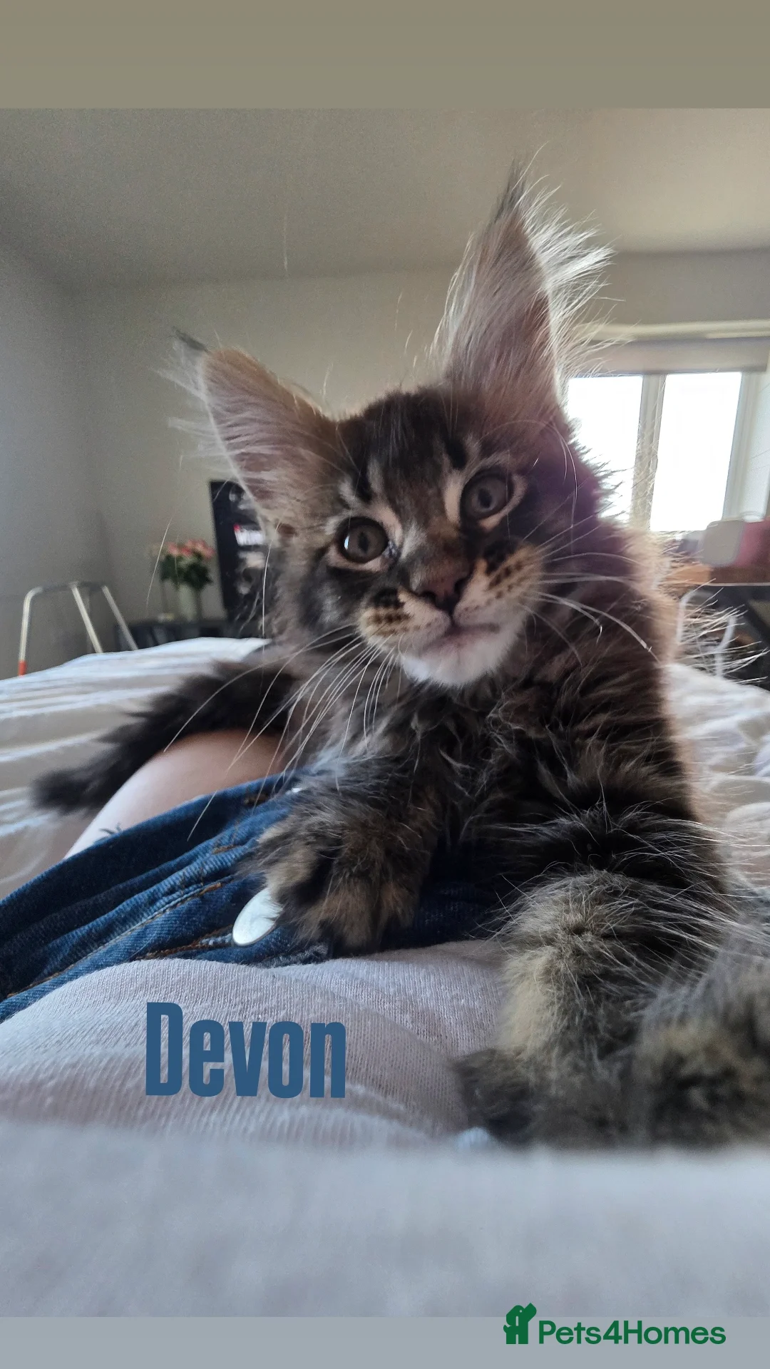 Maine Coon cats for sale: Affectionate Pure Breed Mainecoon Kittens - Image 3