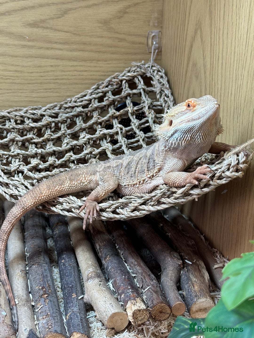 Bearded Dragon reptiles for sale: 18 month Male bearded dragon  - Advert 9