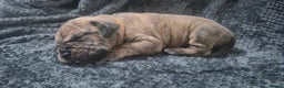 Mixed Breed dogs for sale: Outstanding Mastiff Puppies looking for homes  - Advert 8