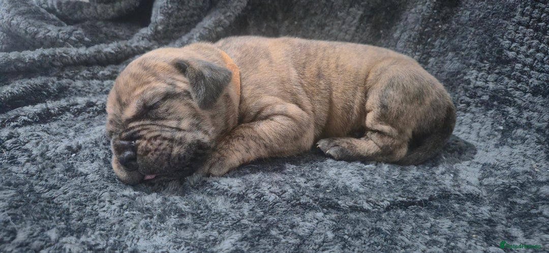 Mixed Breed dogs for sale: Outstanding Mastiff Puppies looking for homes  - Advert 8