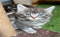 Maine Coon cats for sale: Adorable Maine coon kittens  - Image 1