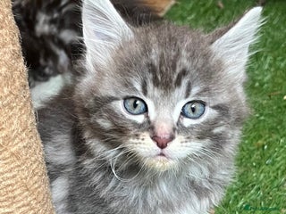 Maine Coon cats - Advert 19