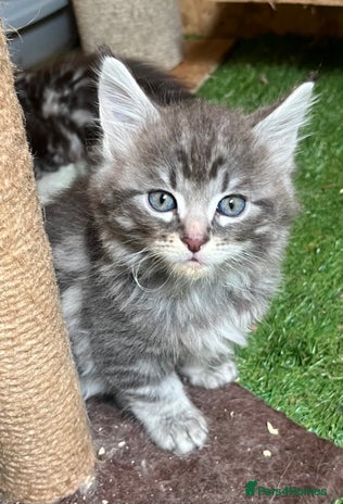 Maine Coon cats - Advert 21