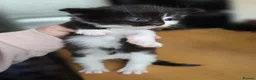 British Longhair cats for sale: Beautiful male kitten - Advert 5