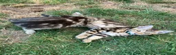 Bengal cats for sale: Two gorgeous bengal boys left READY NOW - Advert 9
