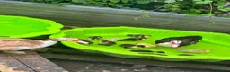 Ducks poultry for sale: Muscovys duckling in Barnsley - Advert 3