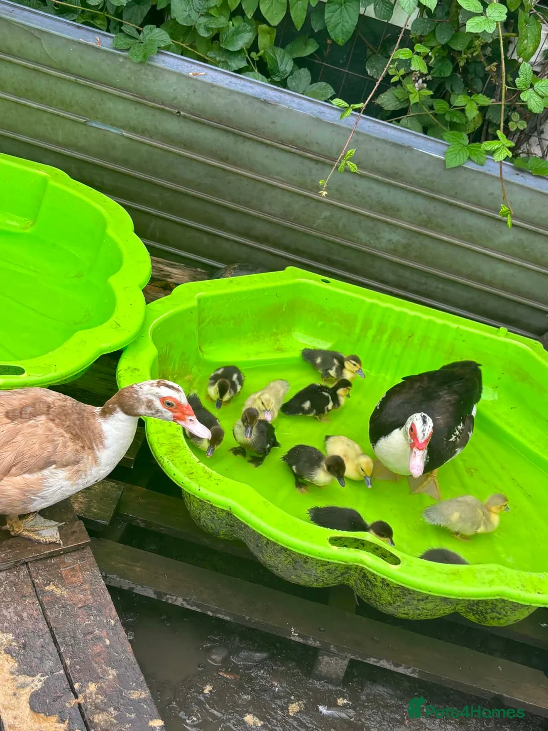 Ducks poultry for sale: Muscovys duckling in Barnsley - Advert 3