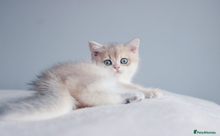 British Shorthair cats - Advert 2