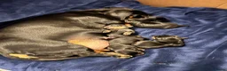 Miniature Dachshund dogs for sale: KC Miniature Black Tan Dachshund  in Bedford - Advert 13