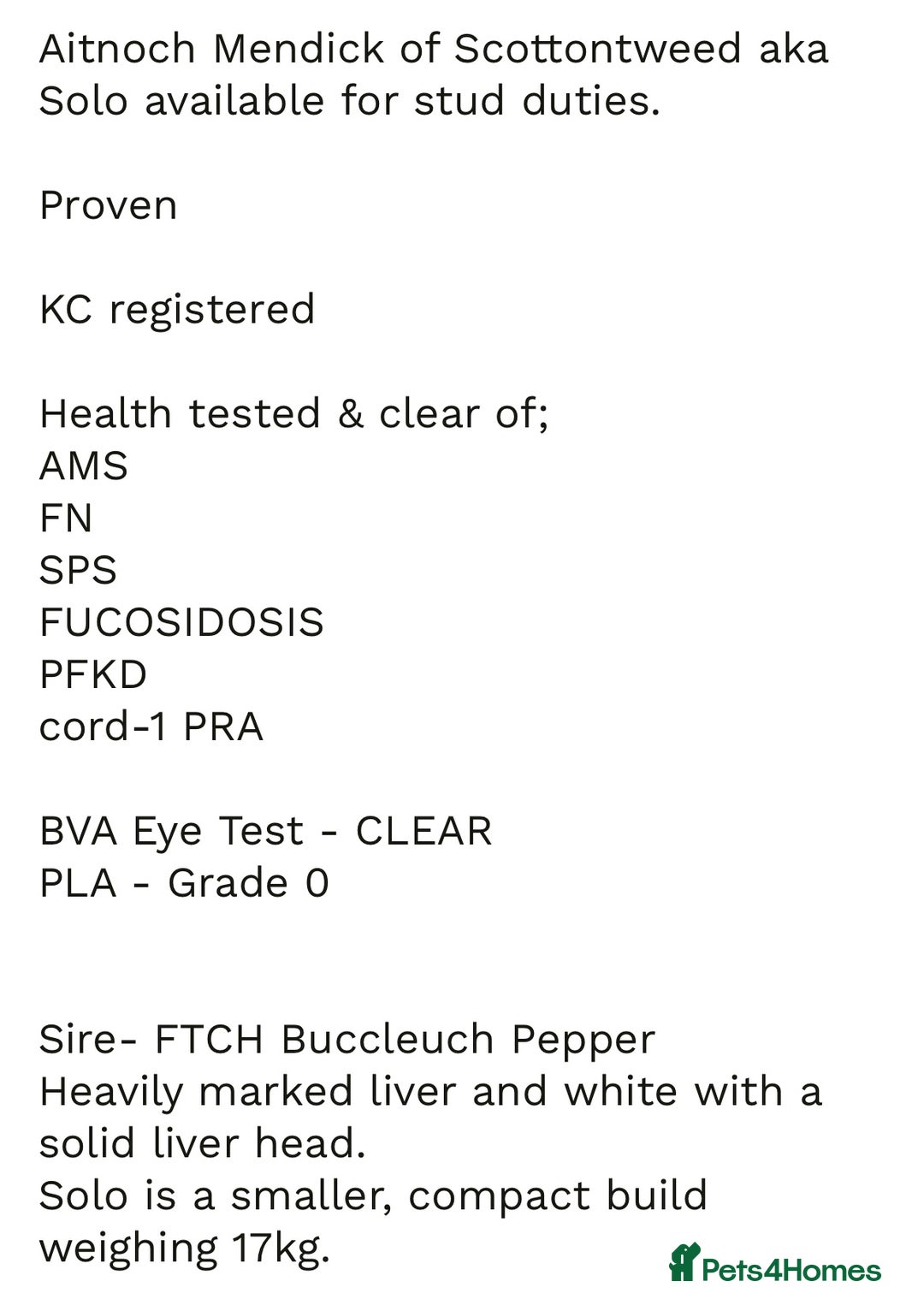 Sprollie dogs for sale: Sprollie  - Advert 21