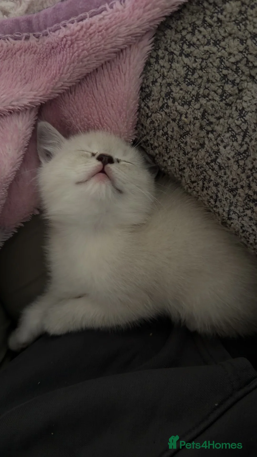 Mixed Breed cats for sale: Ragdoll x kittens for sale  - Advert 1