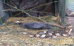 Mixed Breed birds for sale: Guinea Fowl Keets - Image 1