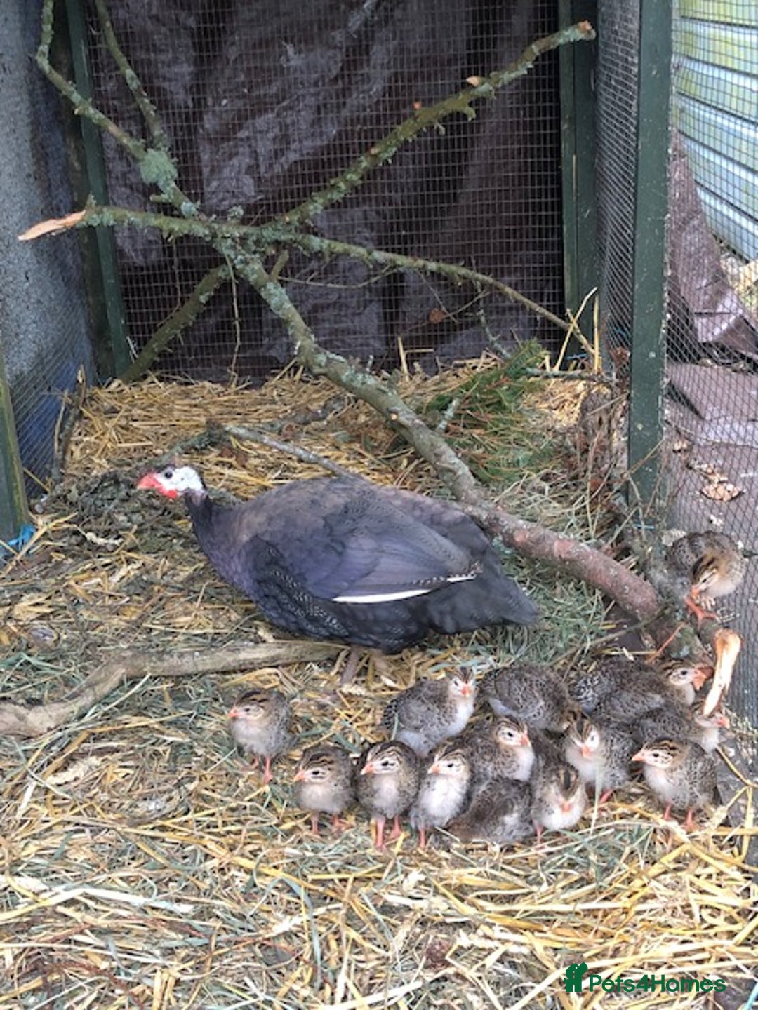 Mixed Breed birds for sale: Guinea Fowl Keets - Image 1