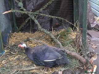 Mixed Breed birds - Advert 33