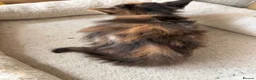 Maine Coon cats for sale: 3 beautiful mainecoon cross girls   - Advert 2