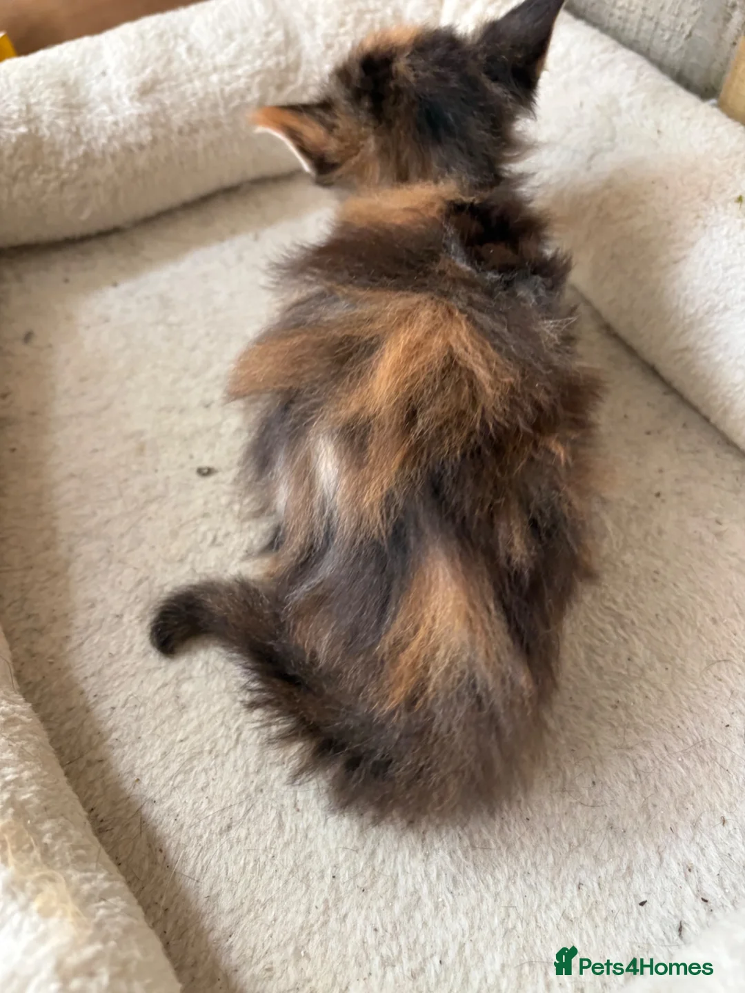 Maine Coon cats for sale: 3 beautiful mainecoon cross girls   - Advert 2