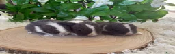 Mini Lop rabbits for sale: Pure bred miniature lop bunnies - Advert 3