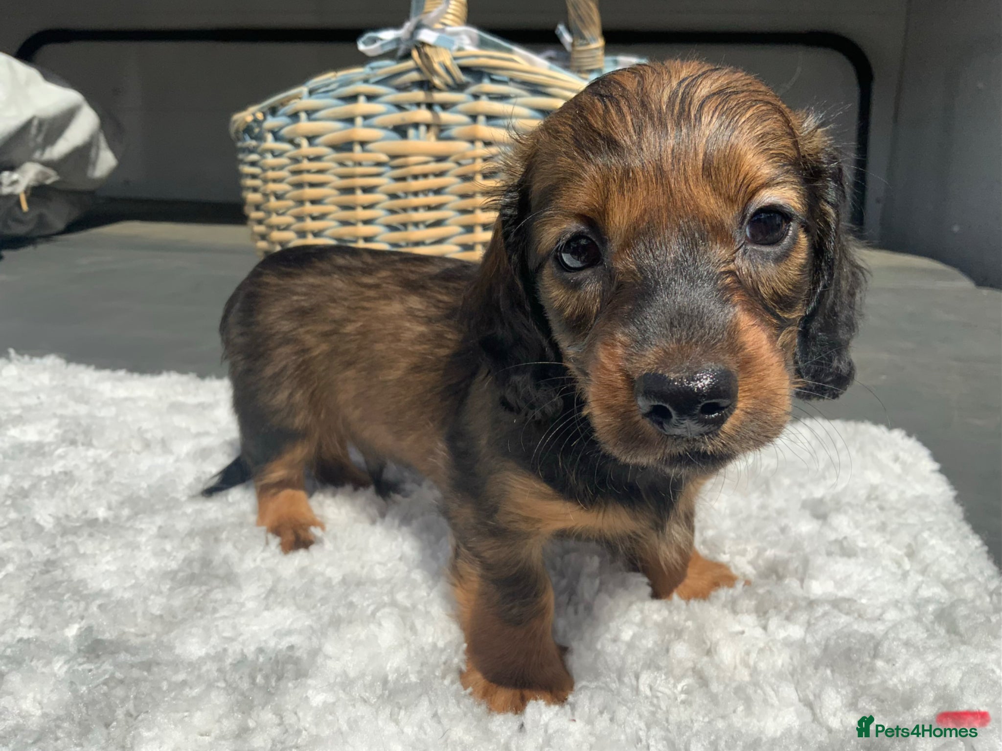 Miniature Dachshund dogs for sale: Miniature Dachshund Puppies 🐶  - Advert 2