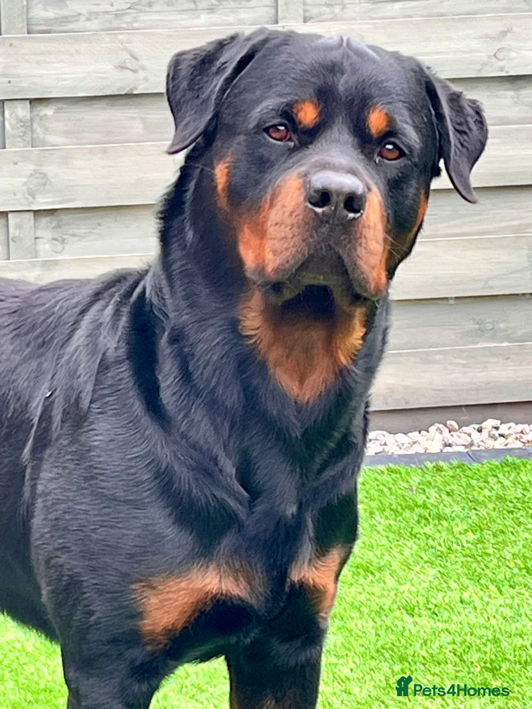 Rottweiler dogs for stud: •PROVEN •Very experienced stunning Rottweiler Stud in Doncaster - Advert 5