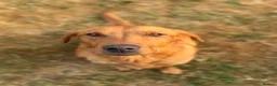 Labrador Retriever dogs for sale: FOX RED PUPPY’S - Advert 24