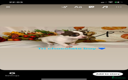 Chihuahua dogs for sale: Tiny chihuahua puppies  - Image 23