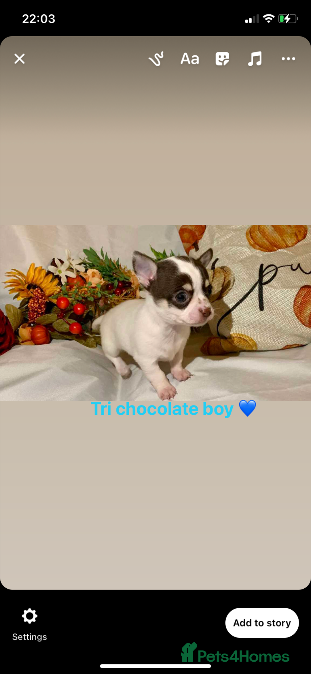 Chihuahua dogs for sale: Tiny chihuahua puppies  - Image 23