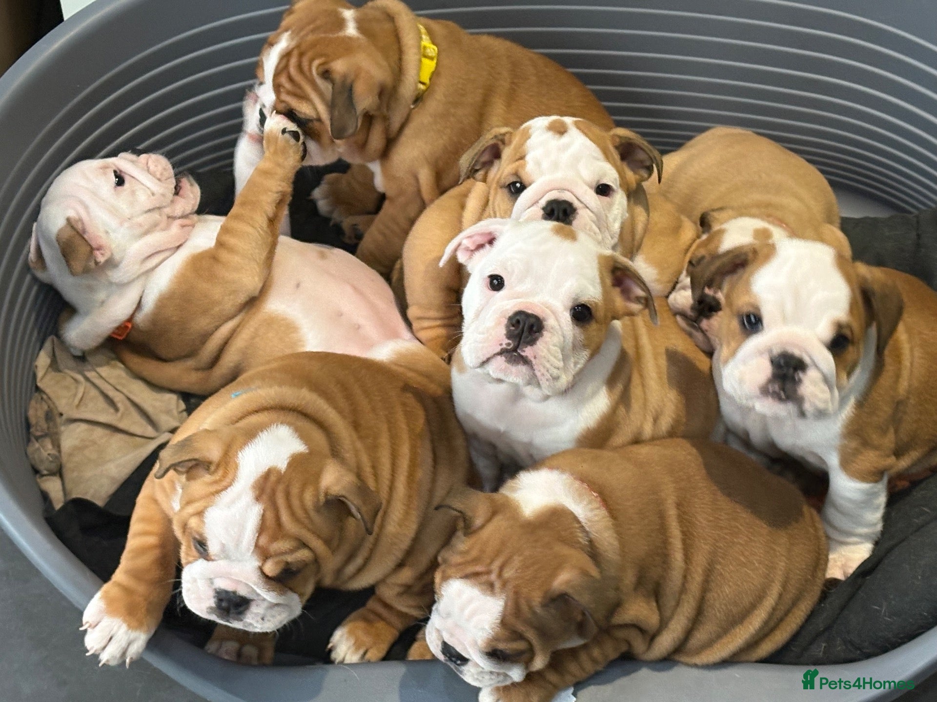 English Bulldog dogs Health tested Kc traditional red & white bulldogs - Advert 1