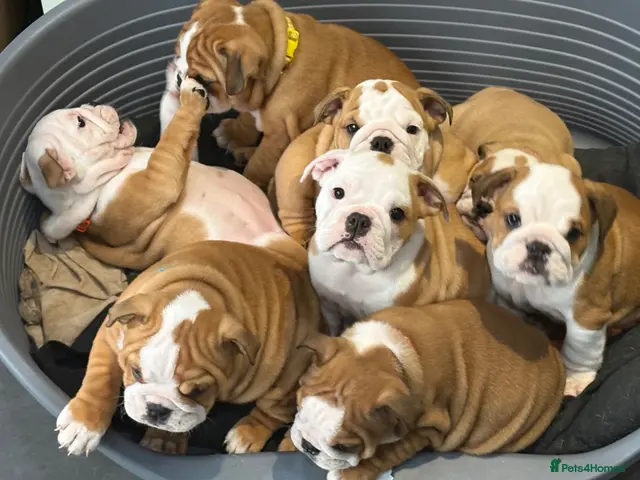 English Bulldog dogs Health tested Kc traditional red & white bulldogs - Advert 1
