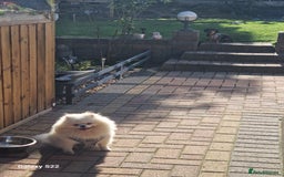 Pomeranian dogs for sale: Pomeranian  - Image 6