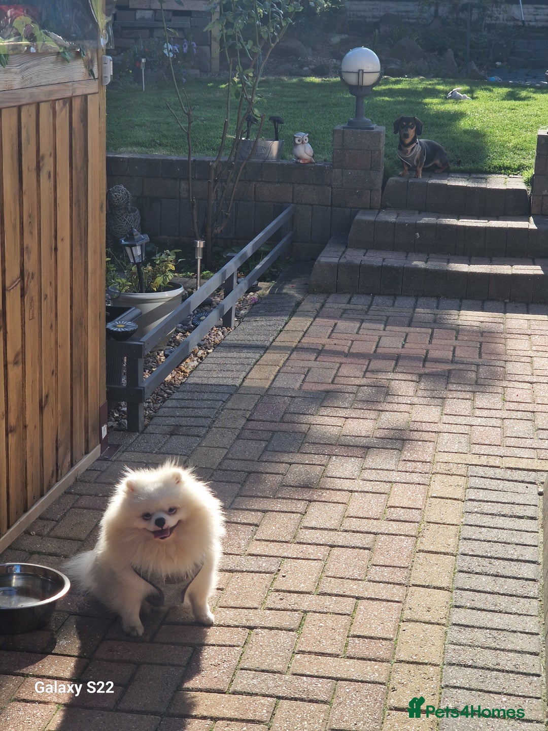 Pomeranian dogs for sale: Pomeranian  - Image 6