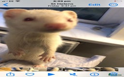 Ferret rodents for sale: albino ferret possibly micro  - Image 3