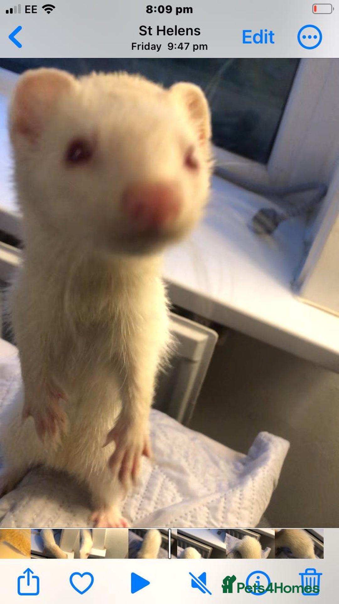 Ferret rodents for sale: albino ferret possibly micro  - Image 3
