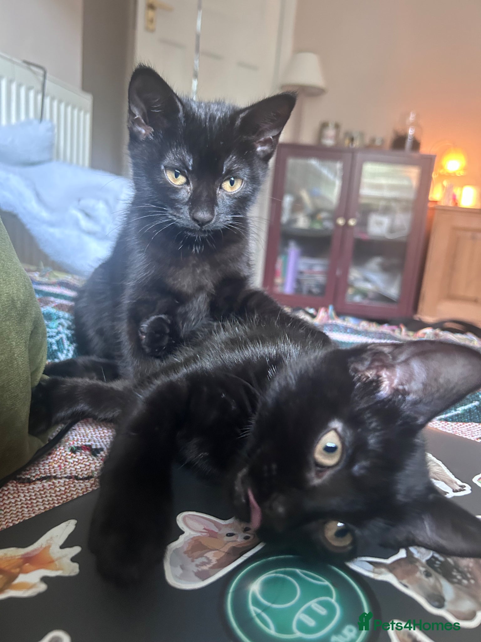 Mixed Breed cats Black kittens  - Advert 9