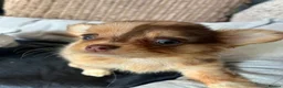 Chihuahua dogs for sale: Chihuahua puppies Russian ancesry with apple head  - Advert 17