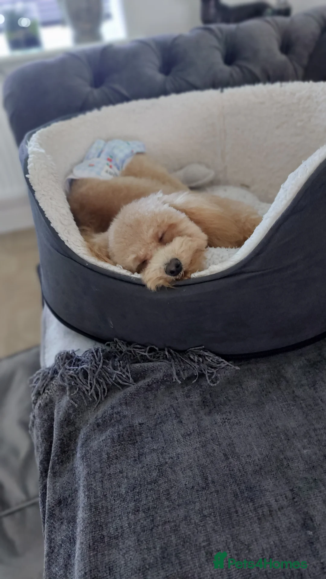 Toy Poodle dogs for sale: Red Toy Poodle girl 1 year 1 month - Advert 10