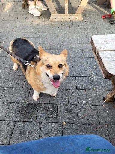 Gallery Image {{count}}