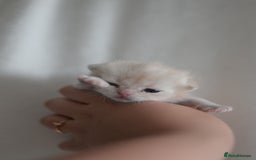 British Shorthair cats for sale: Golden Shaded Kittens WCF & TICA Registered - Image 7