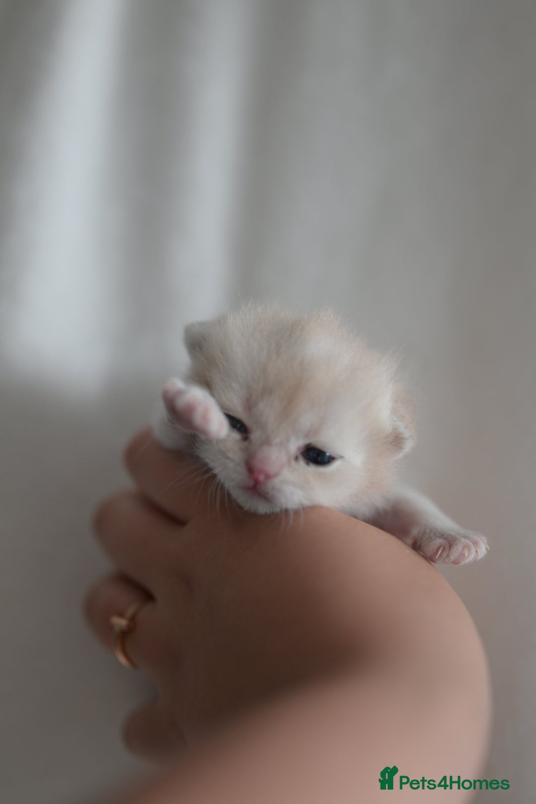 British Shorthair cats for sale: Golden Shaded Kittens WCF & TICA Registered - Image 7