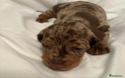 Dachshund dogs for sale: Standard Dachshund Puppies  - Image 23